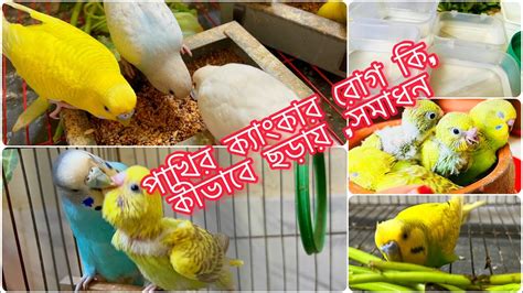 বাজরিগার পাখির ক্যাংকার রোগ কী ,কারণ,কীভাবে ছড়ায় ওসমাধান,ন্যাচারাল ...