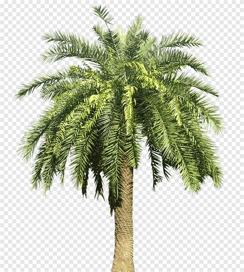 Khajoor Tree Png Wholesale Website Gbu Presnenskij Ru