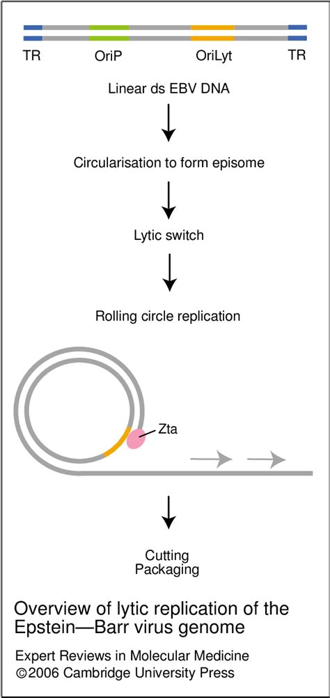 Overview Of Lytic Replication Of The Epsteinbarr Virus Genome Download Scientific Diagram