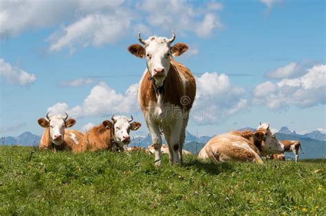 Cows Grazing Free Stock Image Image Of Country Tree 23888417