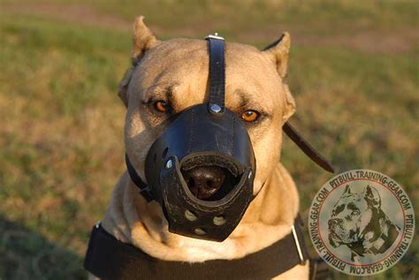 Get Anti Barking Leather Pitbull Muzzle | Dog Training