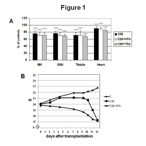 A Body And Muscle Weight In Untreated Vpa Or Tsa Treated C26 Bearing