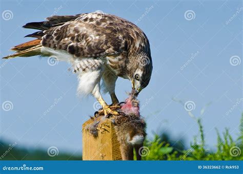 Red Tailed Hawk Eating