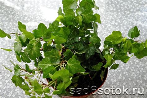 Плющ комнатный - популярные виды и особенности ухода за растением