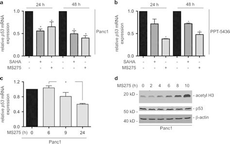 HDACs Maintain Expression Of P53 MRNA A Panc1 And B PPT 5436 Cells