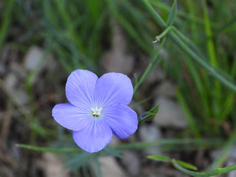 Fleur Gérard Daviaud Flickr