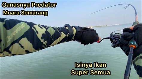 Mancing Ikan Super Penghuni Spot Muara Tua Ganasnya Predator Muara