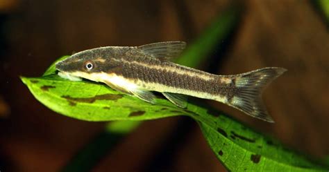 Otocinclus Affinis Acuario Adictos