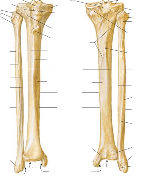 Tibia And Fibula Diagram Quizlet