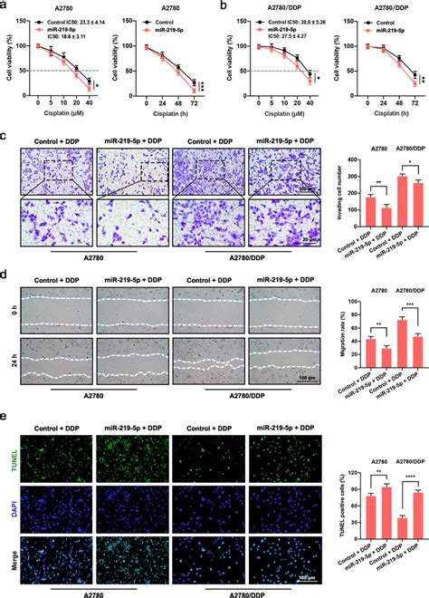 Mir P Reduces The Oc Cell Resistance To Cisplatin A B After