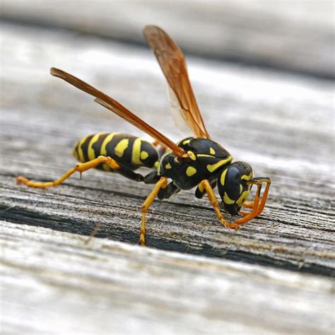 What to Do When a Wasp Stings You | Family Handyman