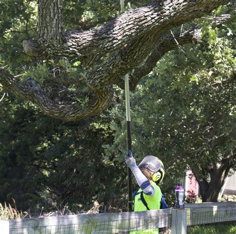 Root Flare Exposure And Tree Health Tree Shepherds