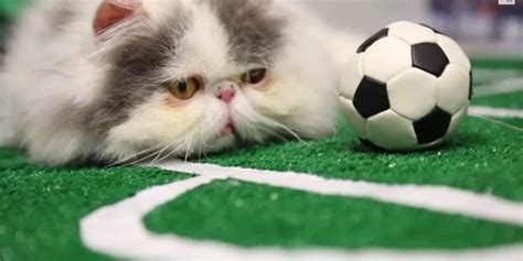 These Squished-Face Soccer Cats Are Just What We Needed | HuffPost