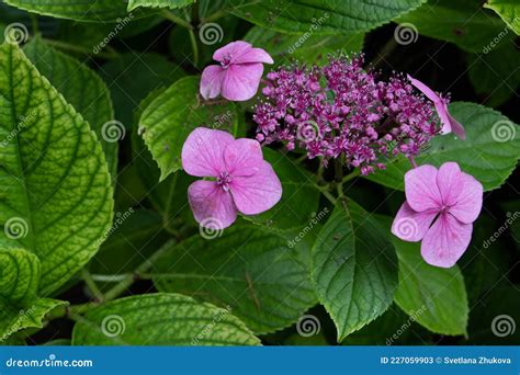 Hortensie Of Hydrangea Macrophylla Felroze Bloem En Donkergroene Loof