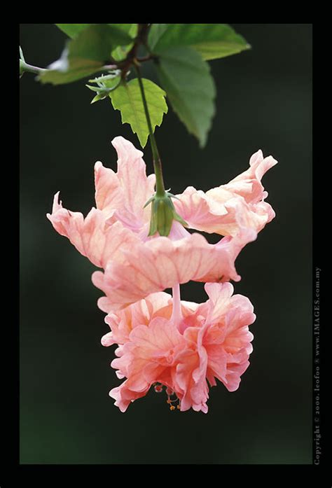 nature@malaysia - Hibisbus Showcase