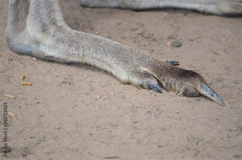 kangaroo paws feet claws Australia foot toe Stock Photo | Adobe Stock