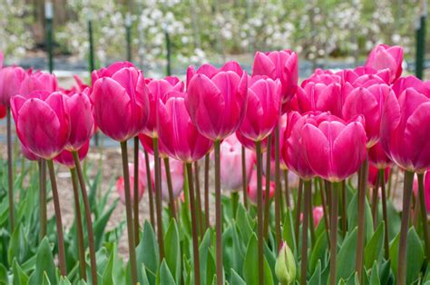 Pink Ardour Tulips | Always Wholesale Pricing | Colorblends®