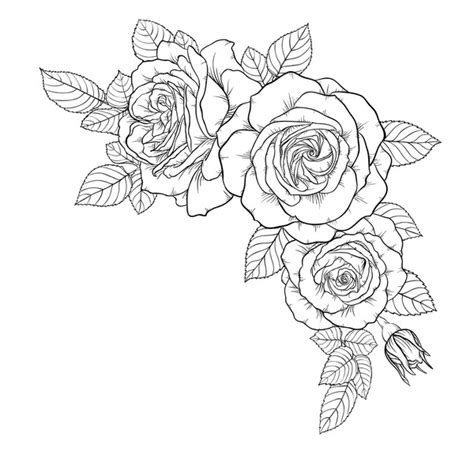 black white rose border royalty  images stock