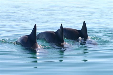 Trio Of Male Dolphins Image Eurekalert Science News Releases