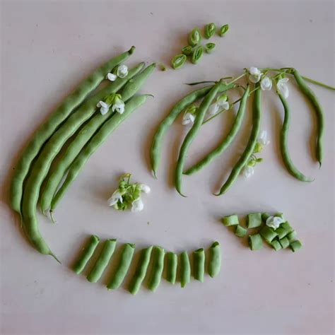 Mccaslan 42 Pole Bean Baker Creek Heirloom Seeds