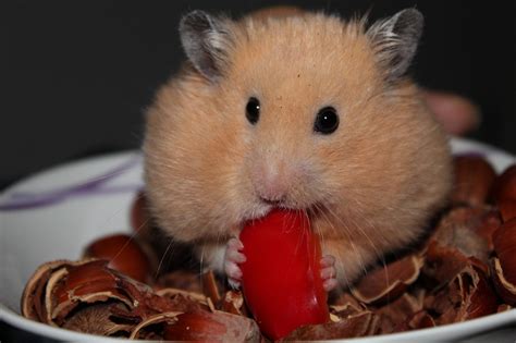 Dürfen Hamster Paprika essen BerufungTier de Tierblog