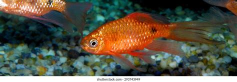 Aquarium Freshwater Fish Stock Photo 293743949 | Shutterstock