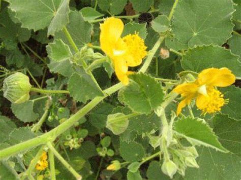 Abutilon Indicum