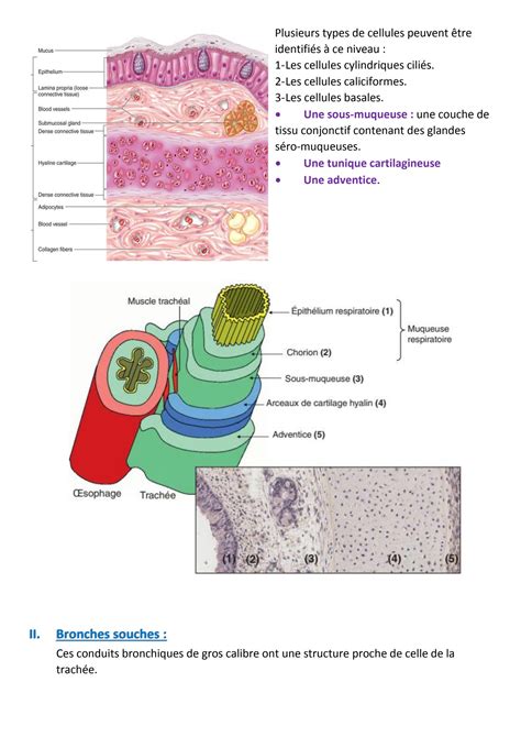 SOLUTION Histologie Du Poumon Studypool