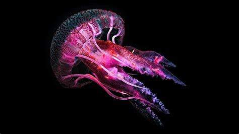 Medusas Qué tipo de animales son y cuáles son sus características