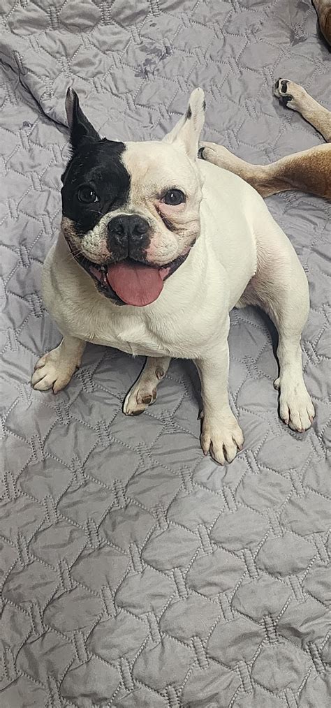 How do I get tear stains off this lil turkeys face? : r/Frenchbulldogs