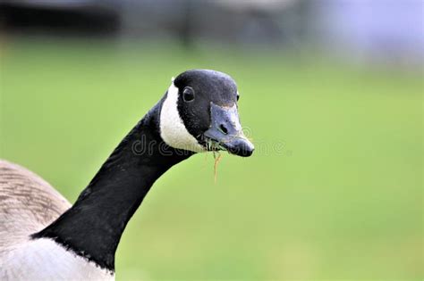 A Head Shot Of A Canada Goose Mouth Open Showing Teeth Stock Photo