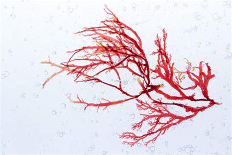 1700 Red Algae Stock Photos Pictures And Royalty Free Images Istock