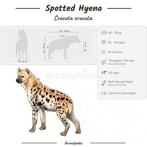 Infographic Of A Spotted Hyena Stock Vector Illustration Of Isolated