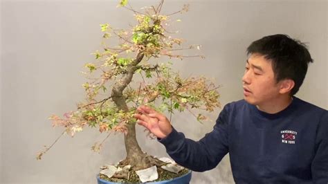 Bonsai Defoliation And Pruning Acer Youtube