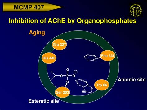 Ppt Acetylcholinesterase Inhibitors Powerpoint Presentation Free