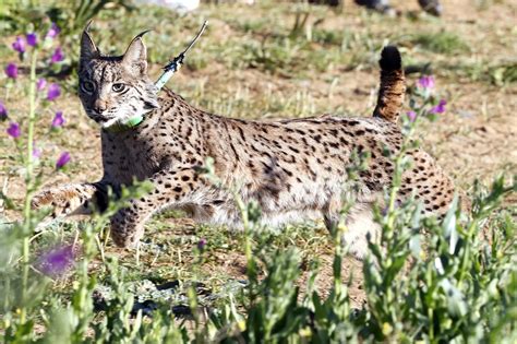 LINCE IBÉRICO Urso y Urf dos nuevos linces campean en libertad por