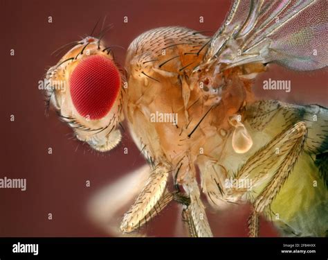 Side View Of A Fruit Fly Drosophila Melanogaster Stock Photo Alamy