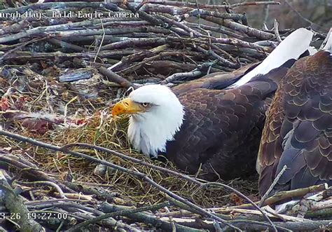 Pittsburgh's first bald eagle of the year hatches in Hays | Pittsburgh ...