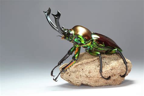 Rainbow Stag Beetle Photograph by Tomasz Litwin