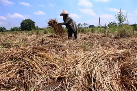 Diserang Hama Wereng Petani Di Tembelang Terpaksa Panen Lebih Awal