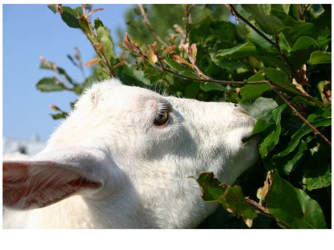 Goat Browsing On Bush Hobby Farm Heaven