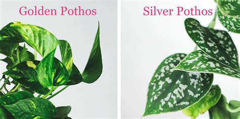 Caring For A Silver Satin Pothos Is It A True Pothos The Healthy Houseplant