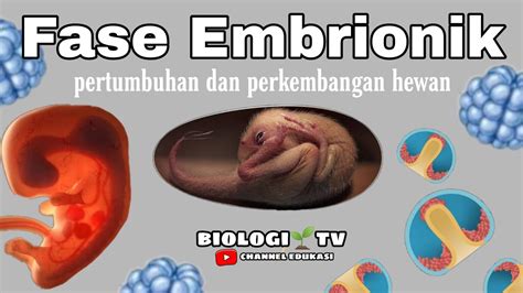 Fase Embrionik Pertumbuhan Dan Perkembangan Pada Hewan Materi Biologi