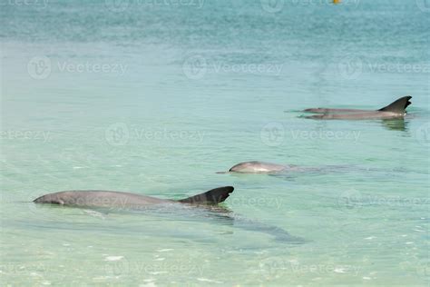 monkey mia dolphins near the shore 12208299 Stock Photo at Vecteezy