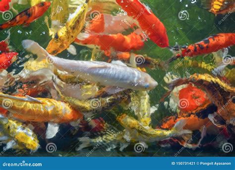 Nadada De Muitos Peixes Do Koi Na Lagoa Efeito De Foco Raso Imagem De