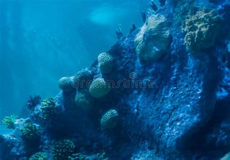 Fondo Subacqueo Del Paesaggio Del Mare Una Roccia Completamente Invasa