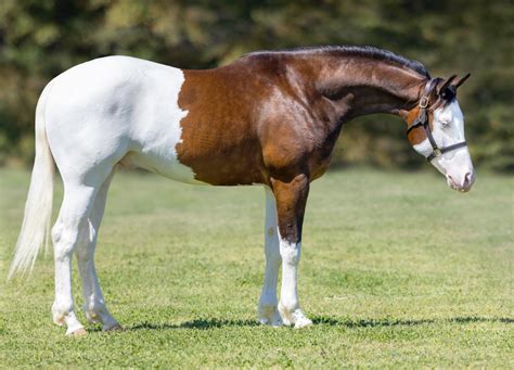 LVR Supreme Forces | CS Ranch