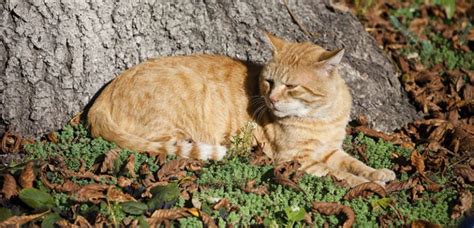 Hongos En Gatos Gu A Completa Para El Cuidado Felino Kivet