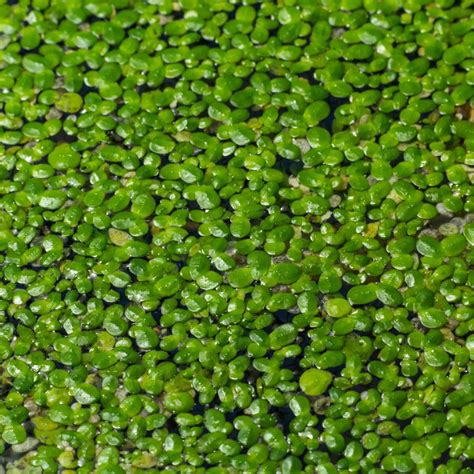 Lemna Minor Duckweed | SiteOne