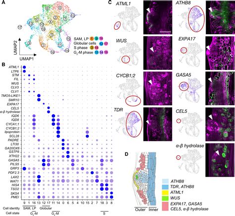 Wuschel Related Homeobox Suppresses De Novo Shoot Regeneration Via